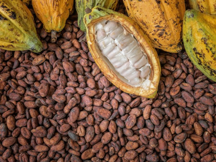 Cocoa farmers await harvest as Ghana Cocoa Board announces new producer price of GH¢51,660 per tonne (~US$5,040) for 2025/2026 season